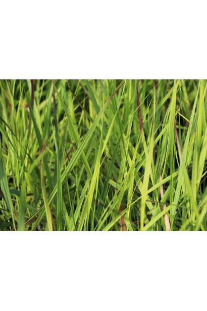 Сизе листя проса `Haans Herms` крупним планом